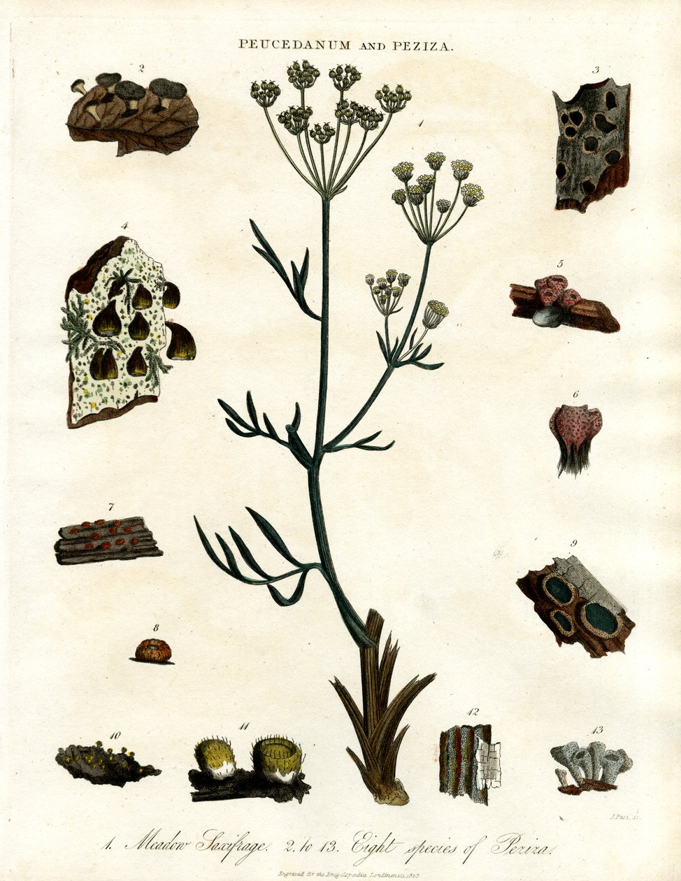 Peucedanum a Peziza od John Pass
