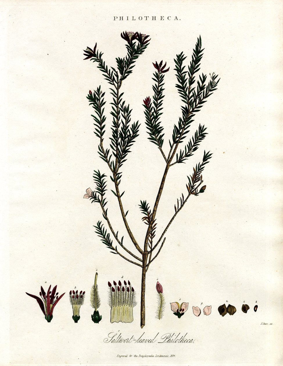 Philotheca od John Pass