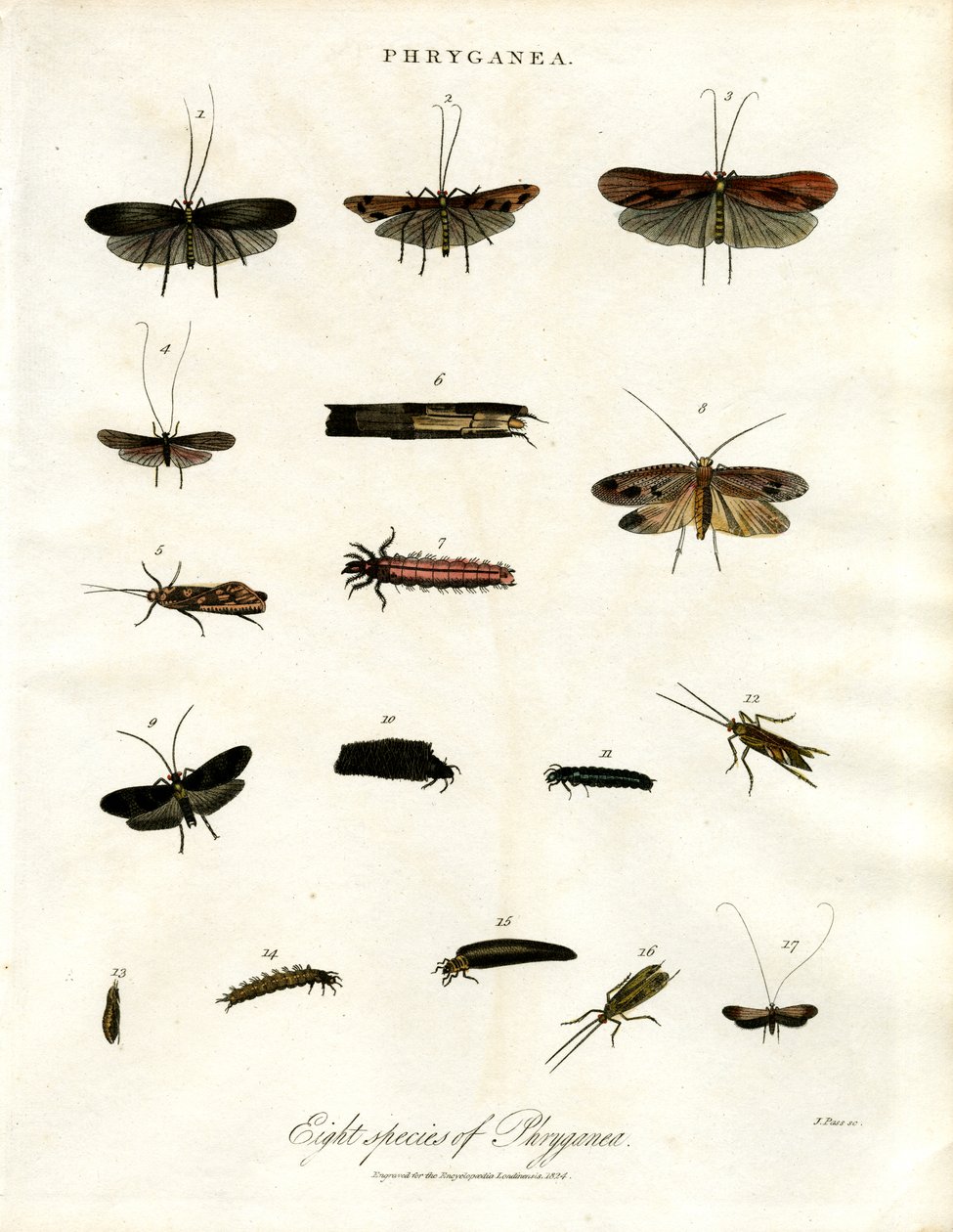 Phryganea - kadeřavky od John Pass