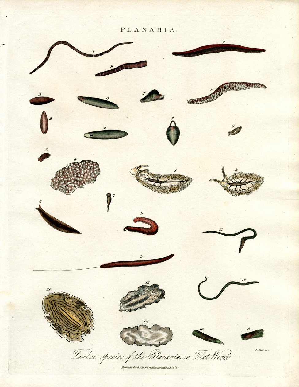 Planaria - dvanáct druhů plochých červů od John Pass