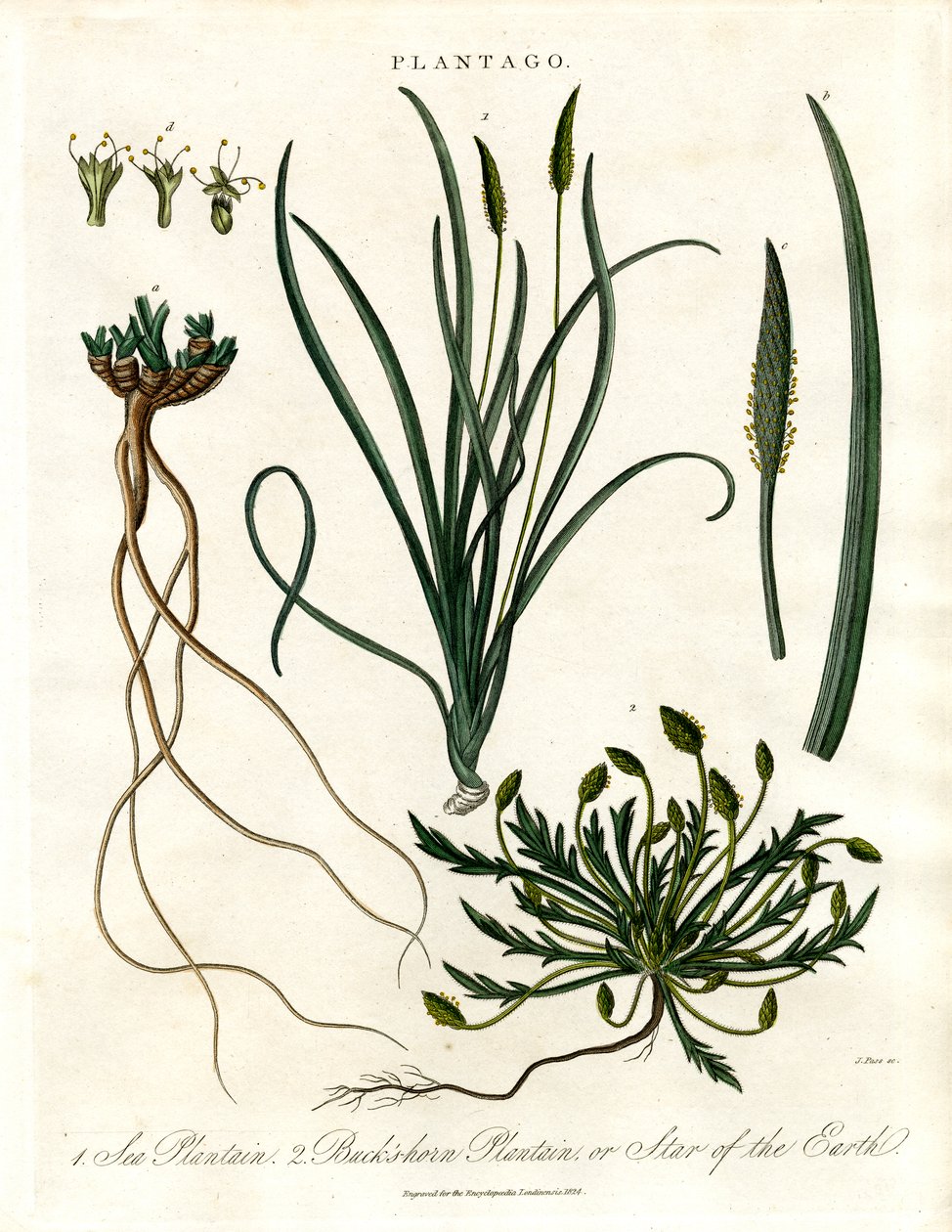 Plantago Species od John Pass