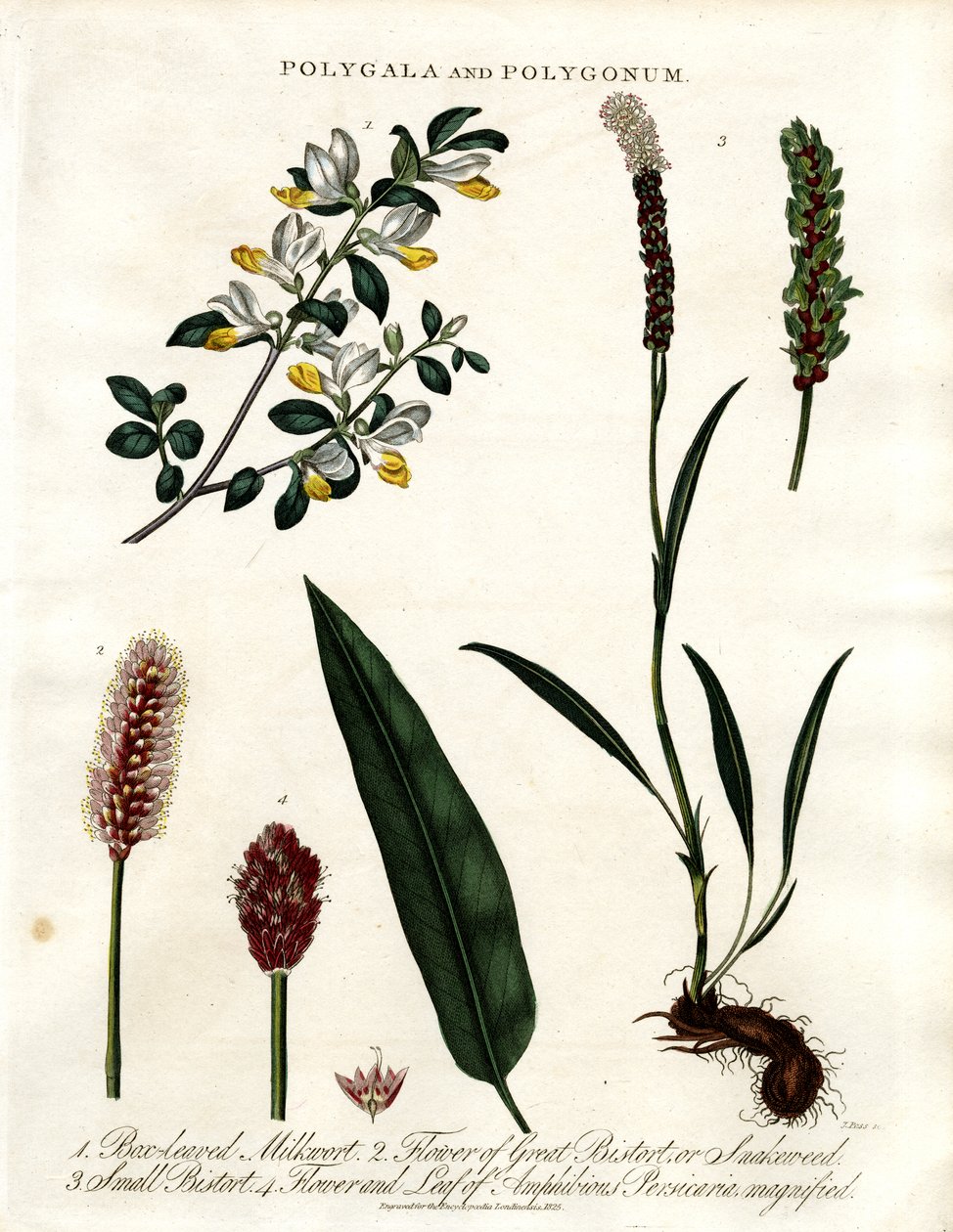 Polygala a Polygonum od John Pass