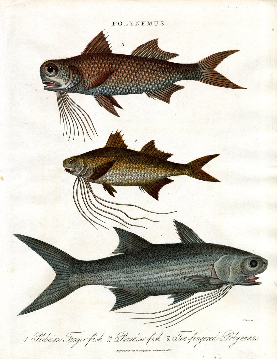 Polynemus species (nitěnky) od John Pass