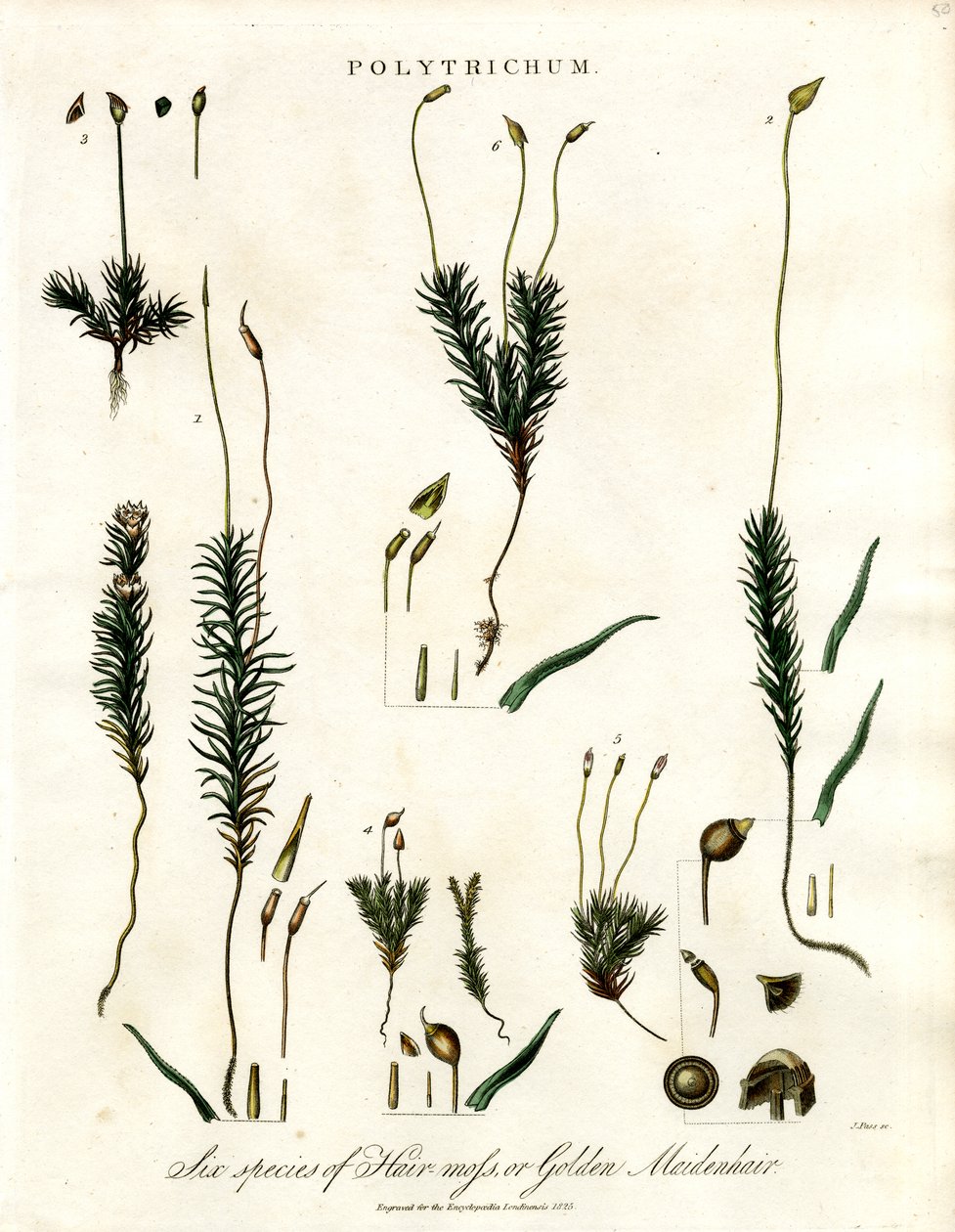 Polytrichum od John Pass
