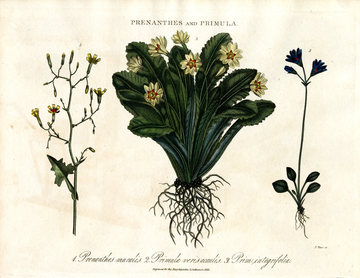 Prenanthes a Primula: Prvosenka a prvosenka celolistá od John Pass