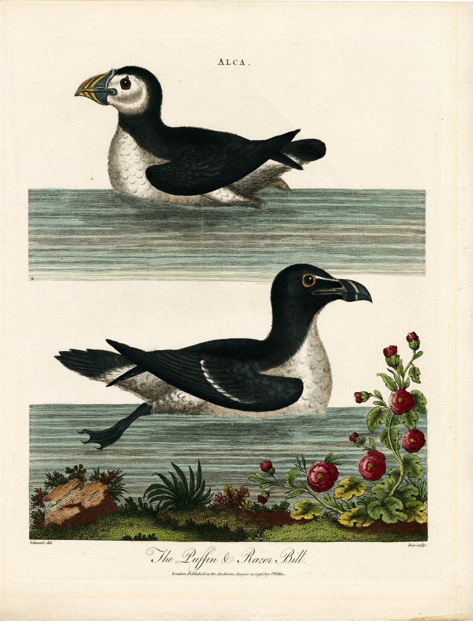 Puffin a Razor Bill (Alca) od John Pass