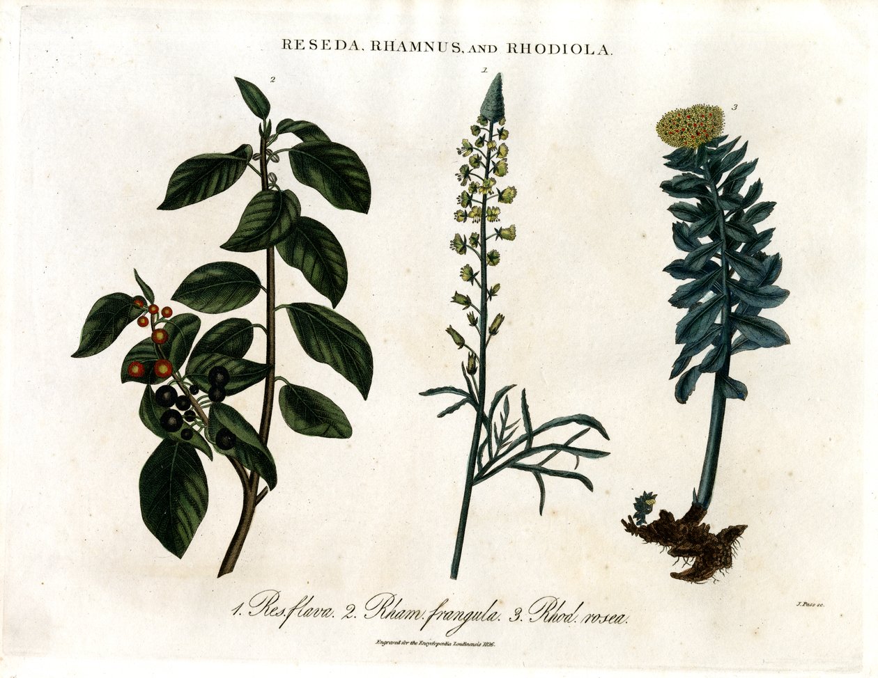 Reseda;Rhamnus a Rhodiola od John Pass