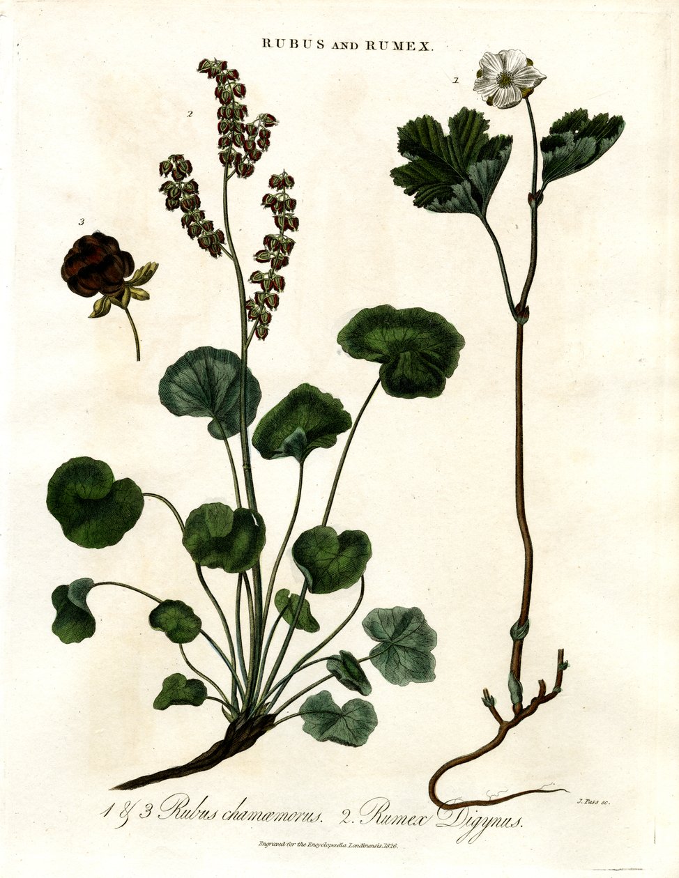 Rubus a Rumex: Mračňák a šťovík od John Pass