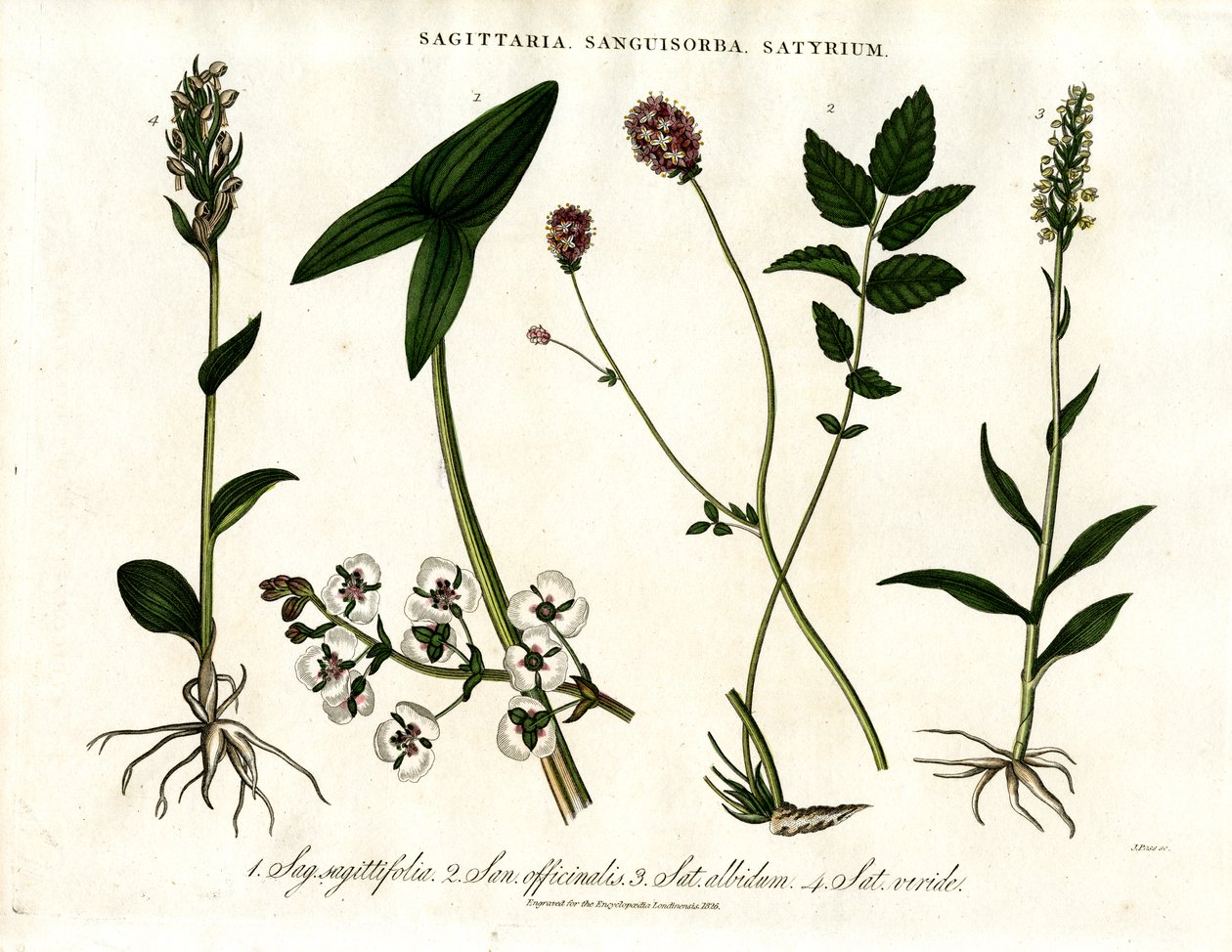 Sagittaria; Sanguisorba a Satyrium: Botanické zastoupení různých druhů rostlin od John Pass