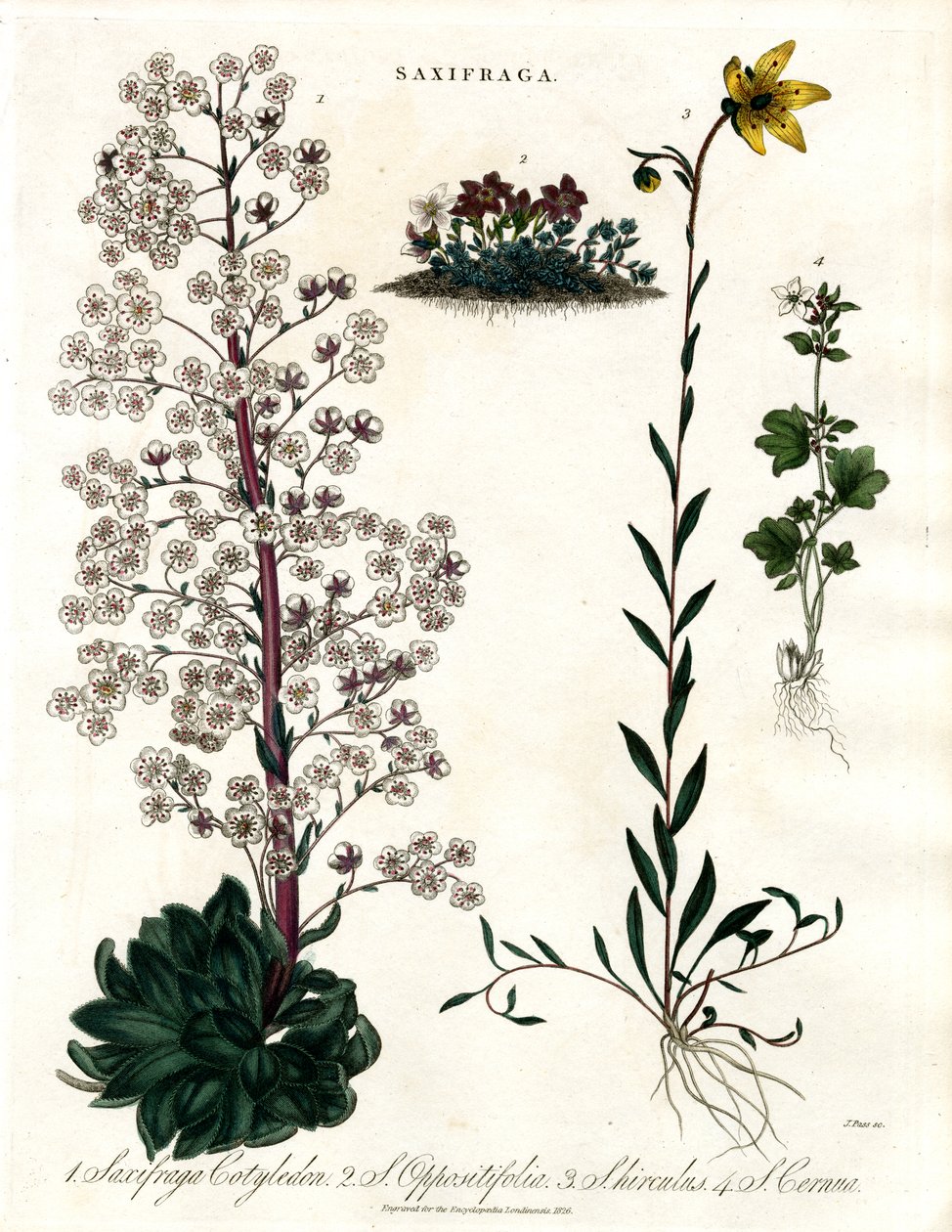 Saxifraga Druhy od John Pass