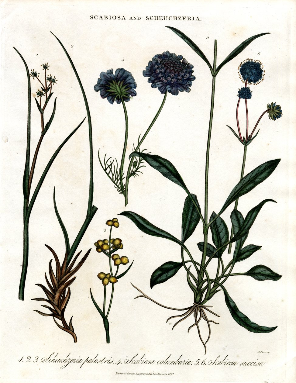 Scabiosa a Scheuchzeria od John Pass