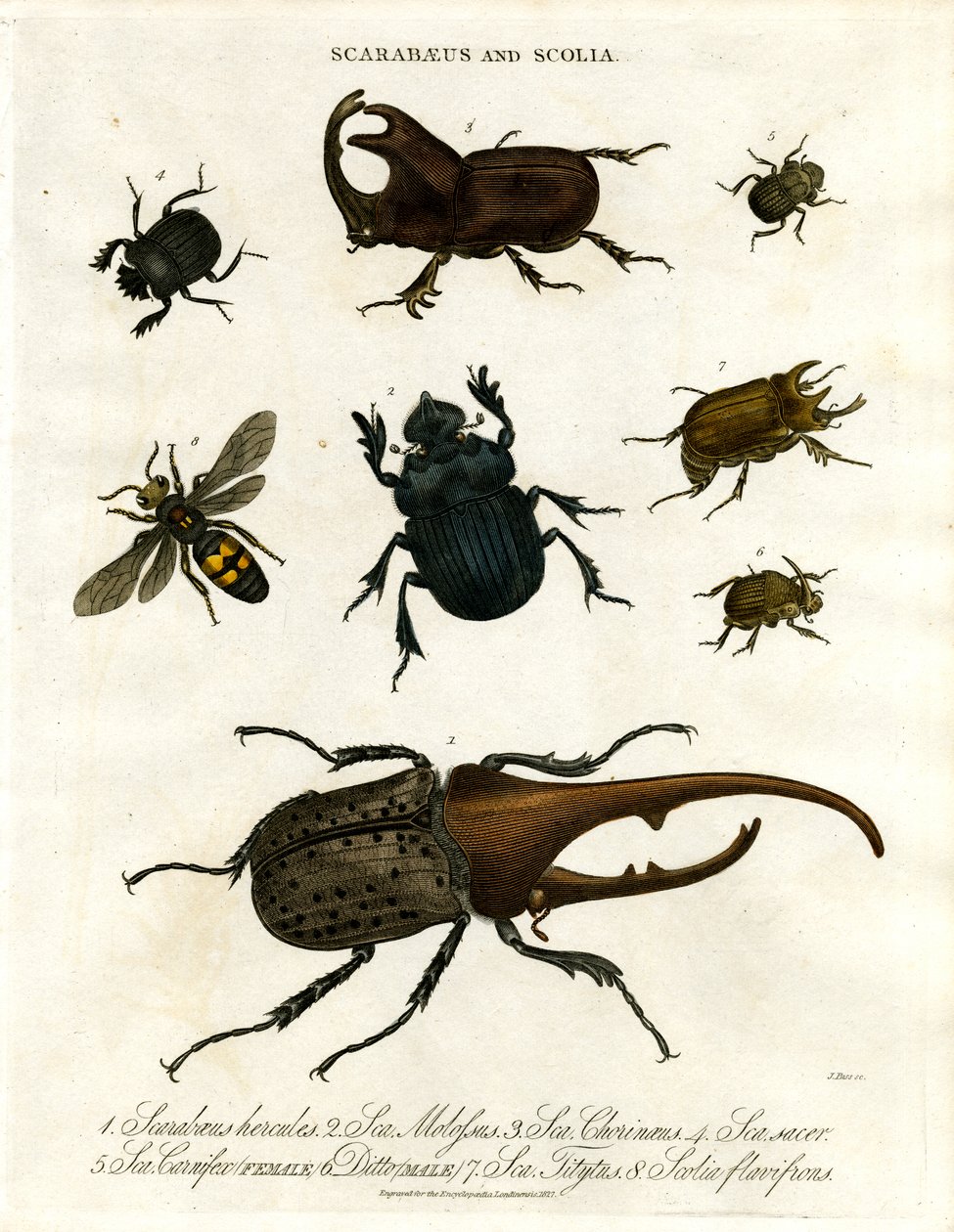 Scarabaeus a Scolia (brouci a vosy) od John Pass