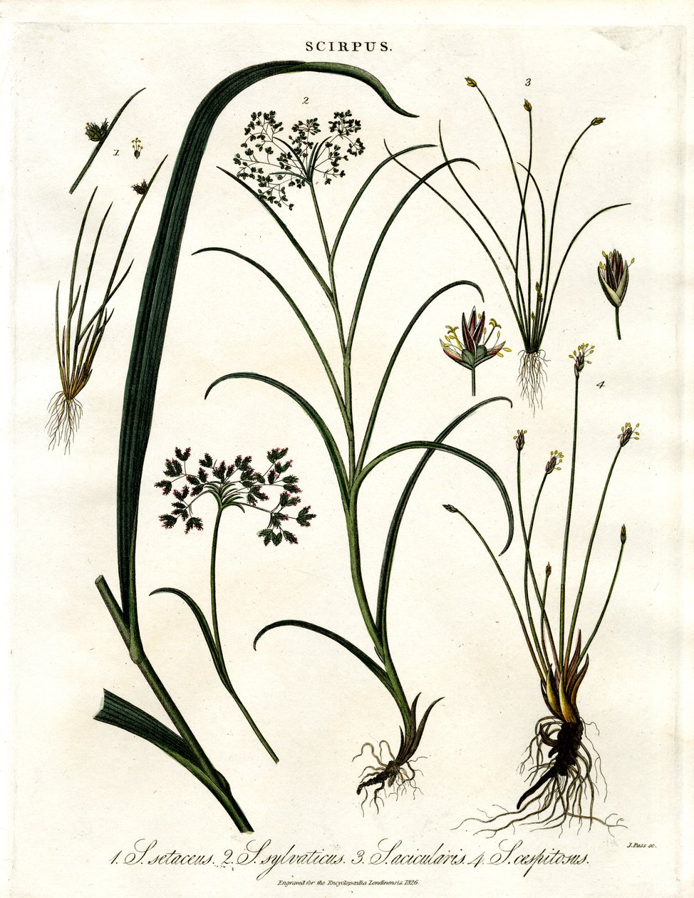 Scirpus Druh od John Pass