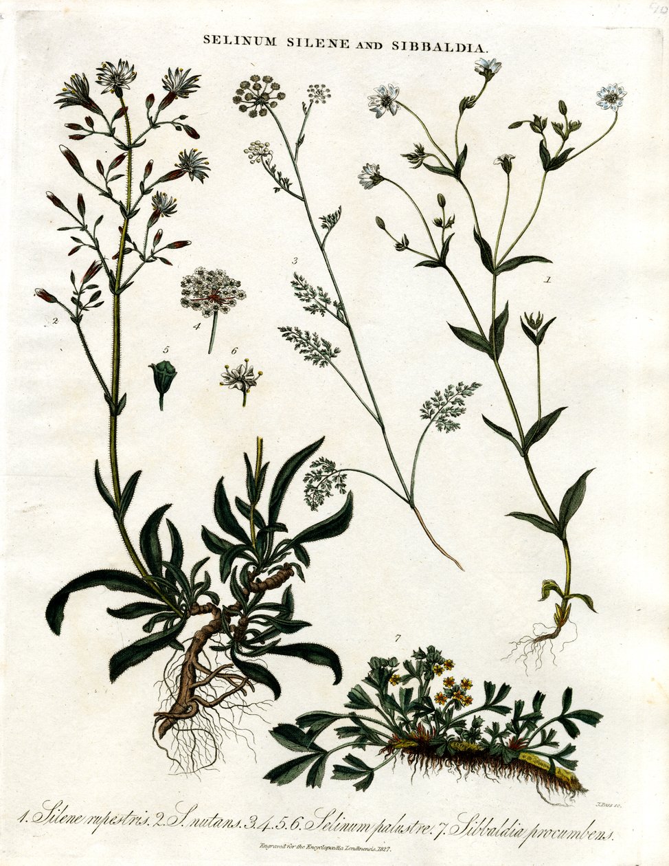 Selinum;Silene a Sibbaldia od John Pass