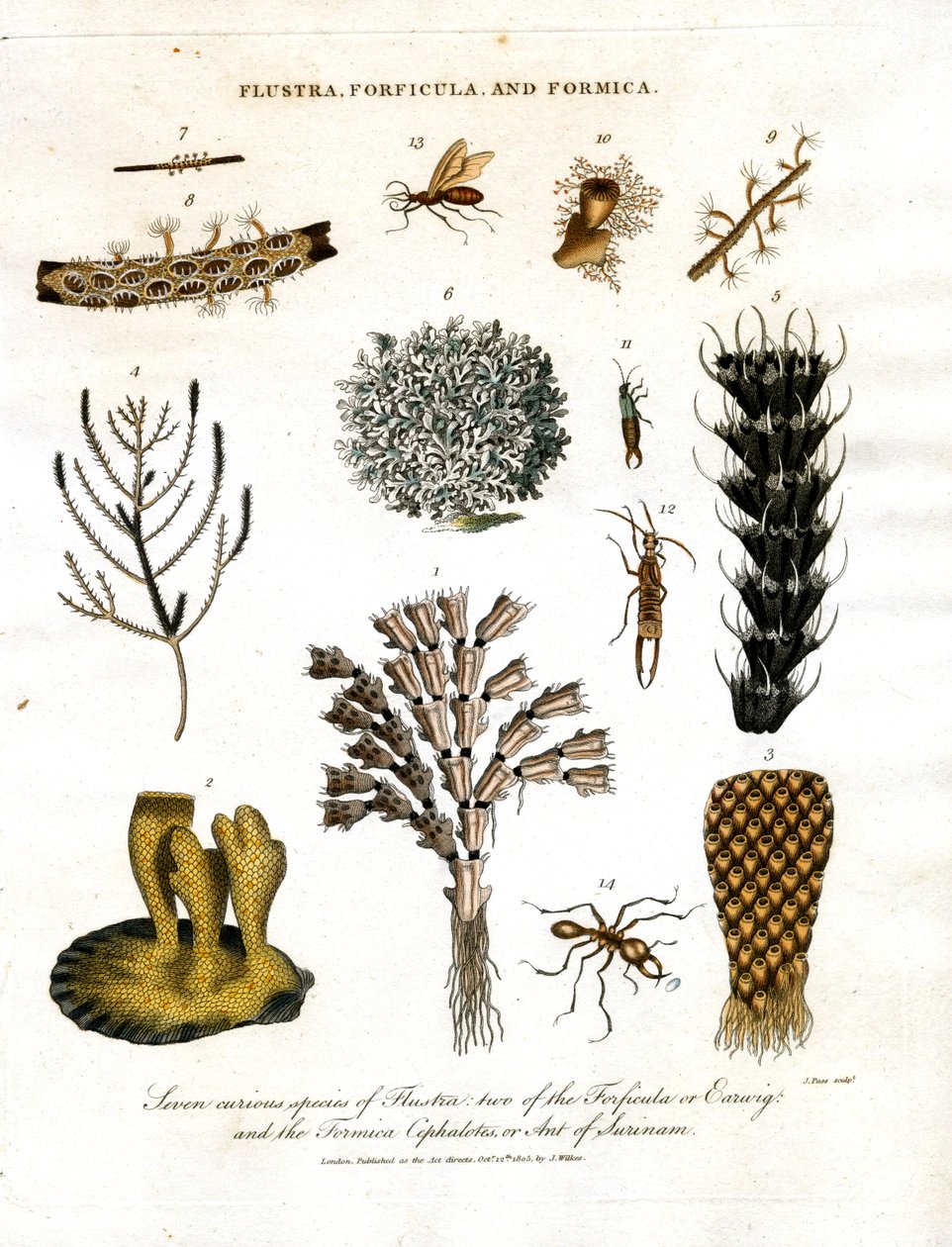 Sedm zajímavých druhů Flustra, dva druhy Forficula nebo Earwig a Formica Cephalotes neboli mravenec ze Surinamu. od John Pass