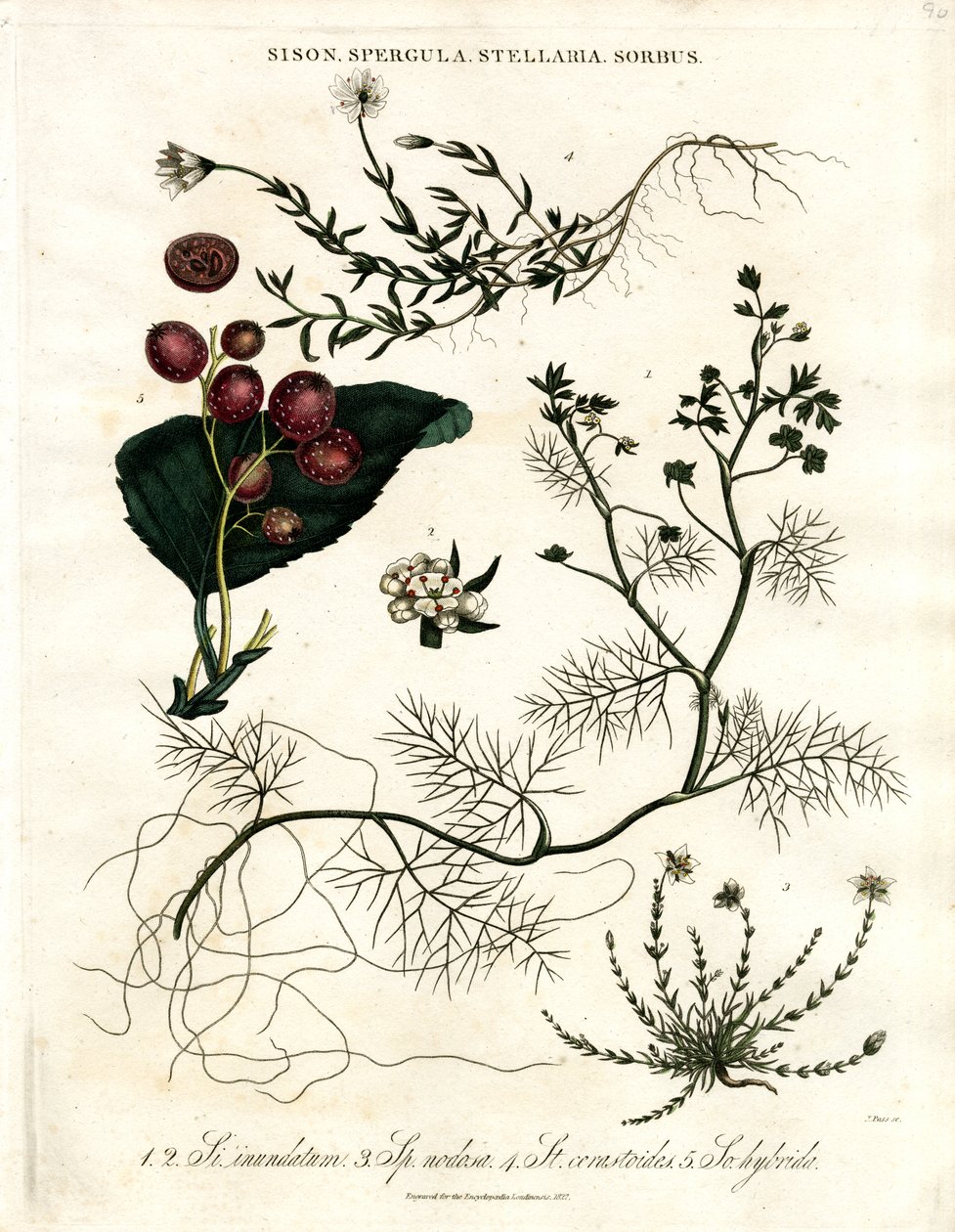Sison;Spergula;Stellaria;Sorbus od John Pass