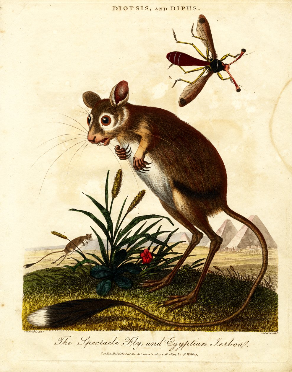 Brejlovec a egyptský Jerboa od John Pass