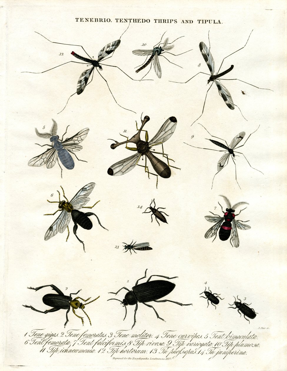Tenebrio;Tenthedo;Thrips and Tipula - Rozmanitost hmyzu od John Pass