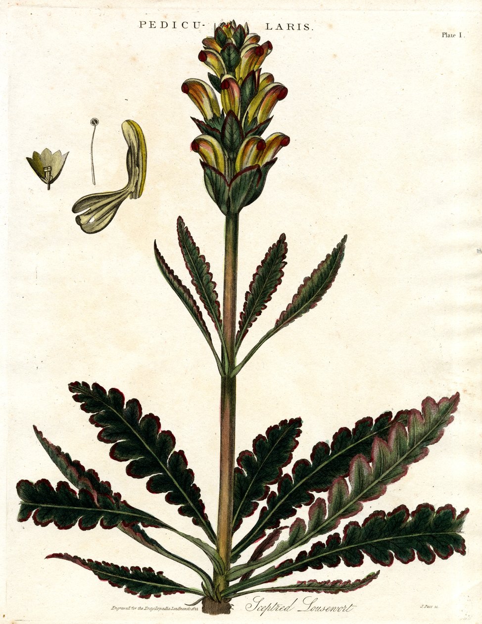 Všivec laločnatý (Pedicularis) od John Pass