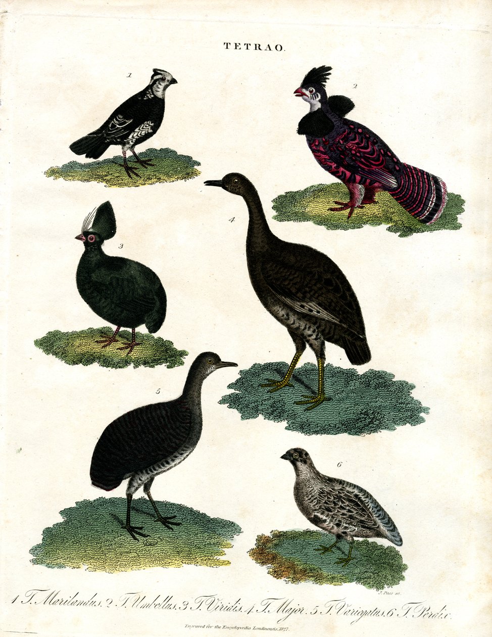Tetřev hlušec (Tetrao Species) od John Pass