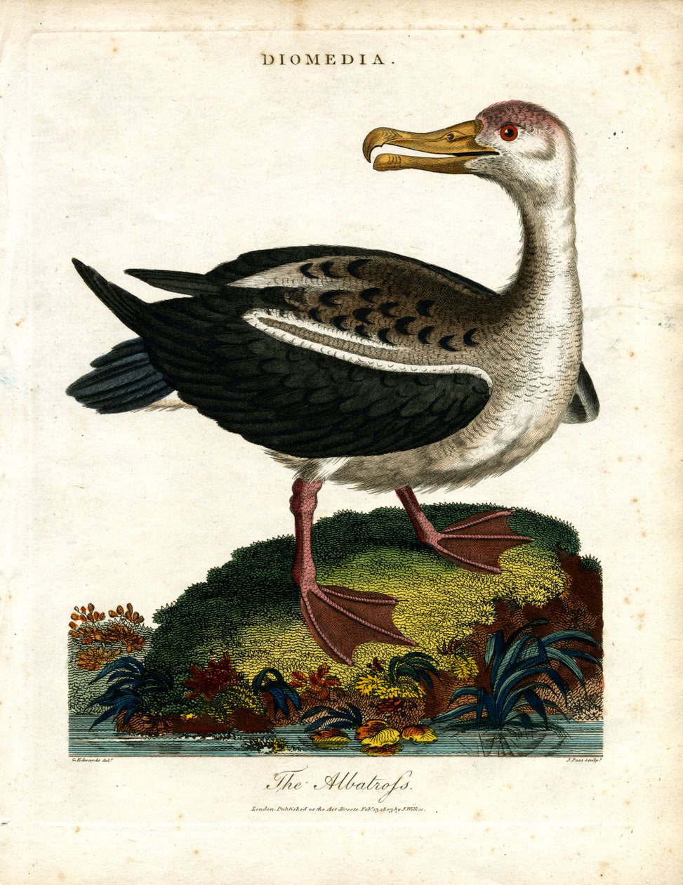 Albatros od John Pass