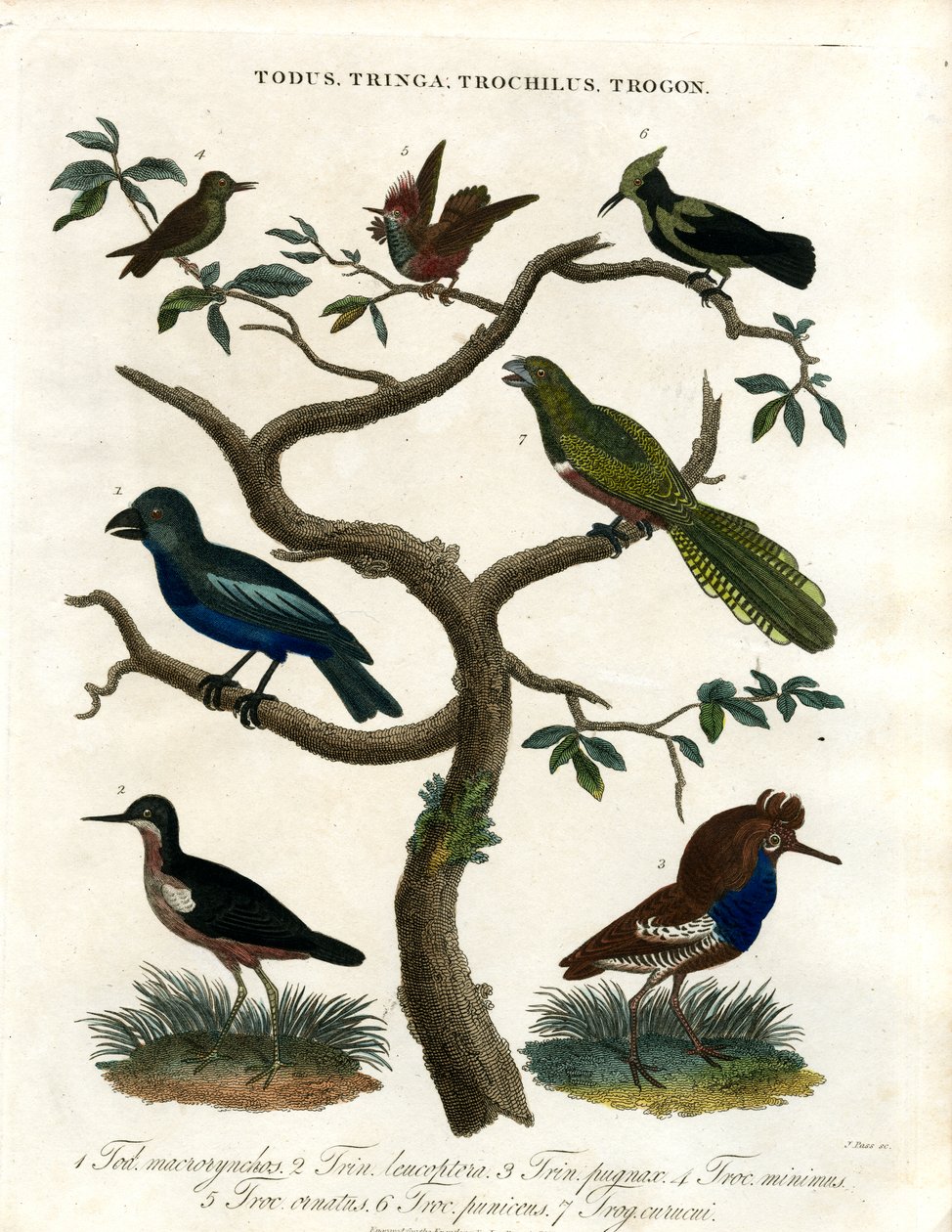 Todus;Tringa;Trochilus a Trogon od John Pass