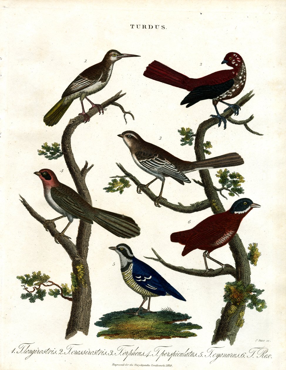 Různé druhy drozdů (Turdus) od John Pass