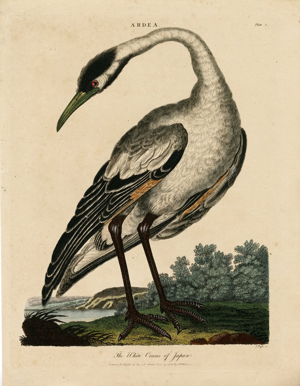 Japonský jeřáb bílý (Ardea) od John Pass