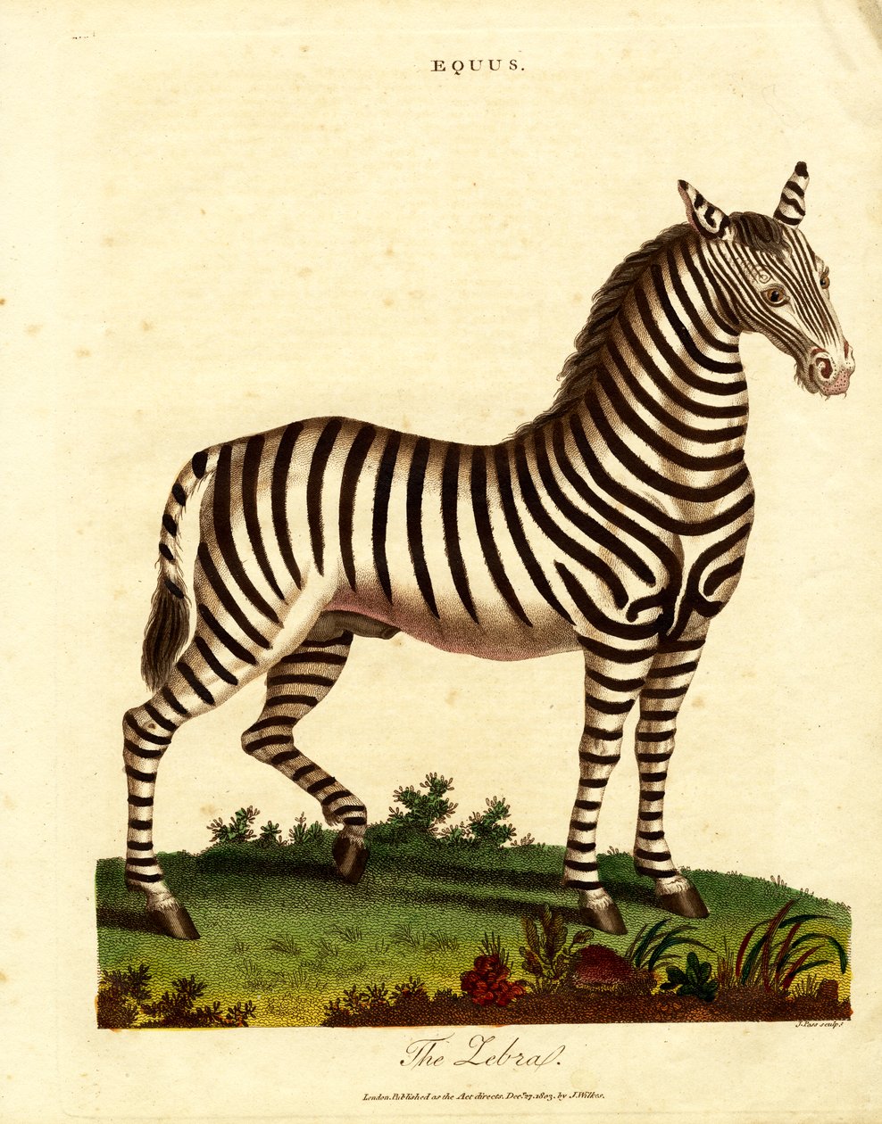 Zebra (Equus) od John Pass