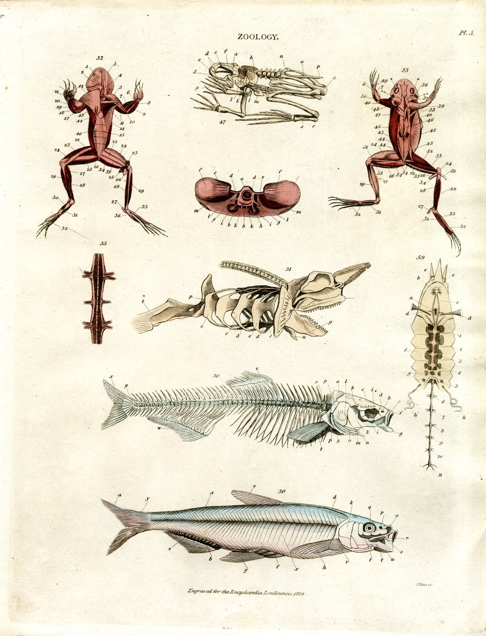 Zoologické anatomické ilustrace (tabule 5) od John Pass