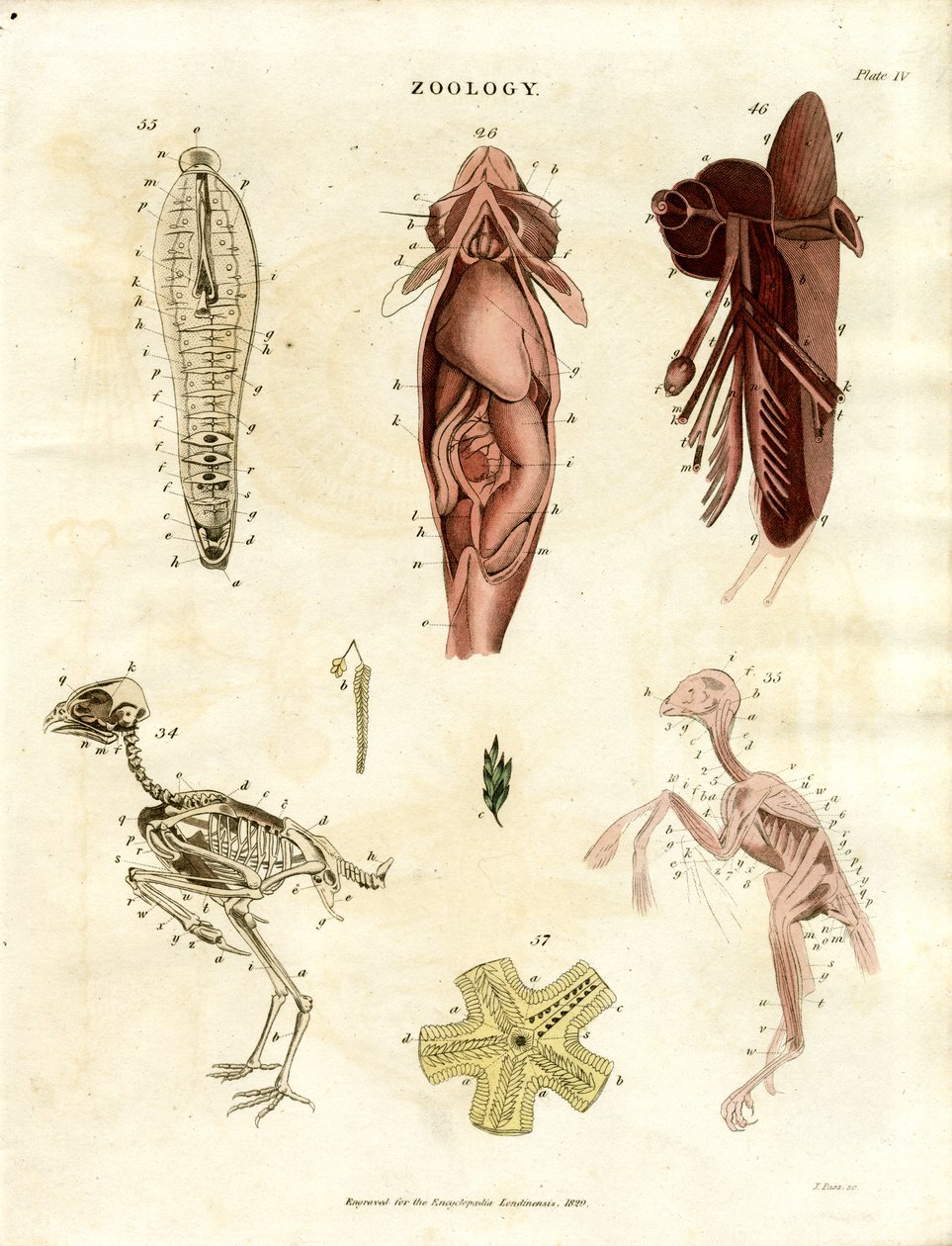 Zoologické anatomické ilustrace (deska XV) od John Pass