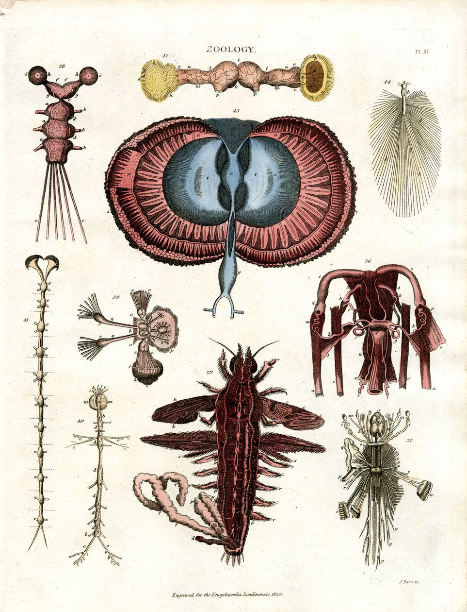 Zoologie Pl. III: Anatomické ilustrace různých bezobratlých živočichů od John Pass