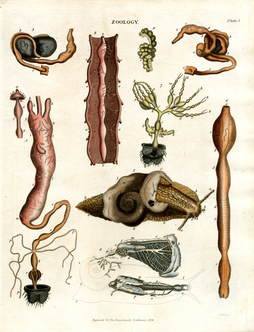 Zoologie Deska I: Anatomické ilustrace různých živočichů od John Pass