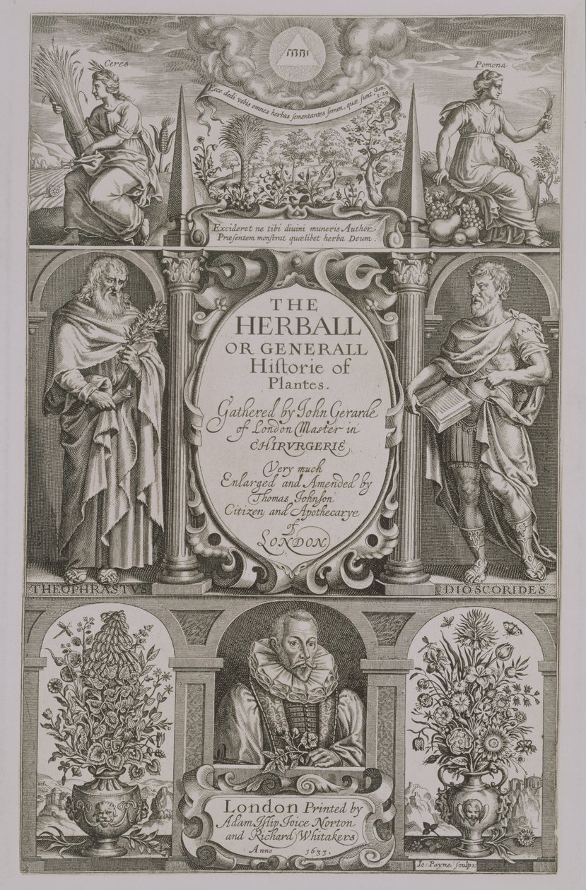 Titulní list druhého vydání knihy The Herball od Johna Gerarda (1564-1612) 1633 od John Payne