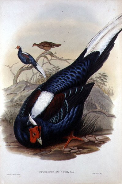 Euplocomus Swinhoii, rytý Walter & Cohn, Londýn, pub. mezi lety 1850-83 (ručně kolorované lito) od John and Richter Henry Constantine (after) Gould