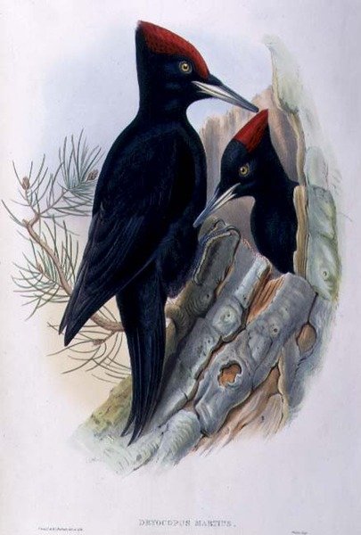 Velký černý datel (Dryocopus Martius) (ručně barvené lito) od John and Richter Henry Constantine (after) Gould