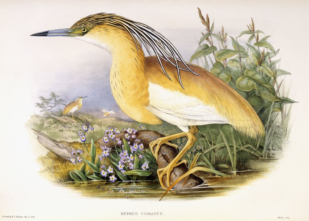 Buphus Comatus, kolem 1862-3 (ručně kolorovaná litografická deska) od John and Richter Henry Constantine Gould