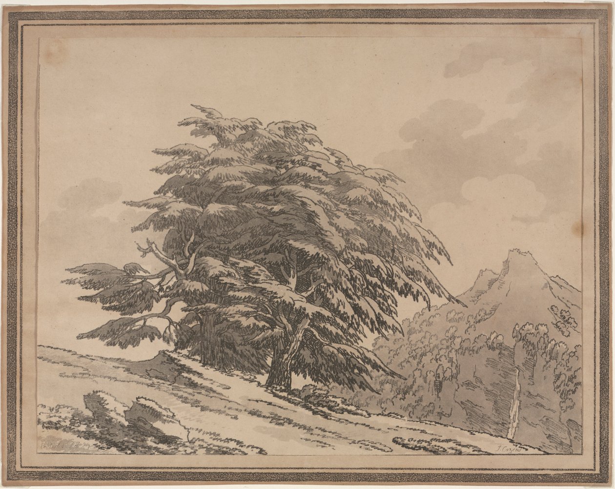 Vymezení obecných znaků a listů lesních stromů: Cedr, 1789. od John Robert Cozens