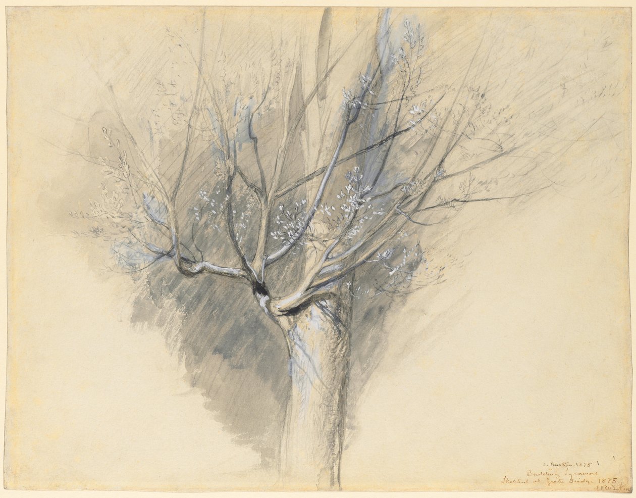 Začínající platan od John Ruskin
