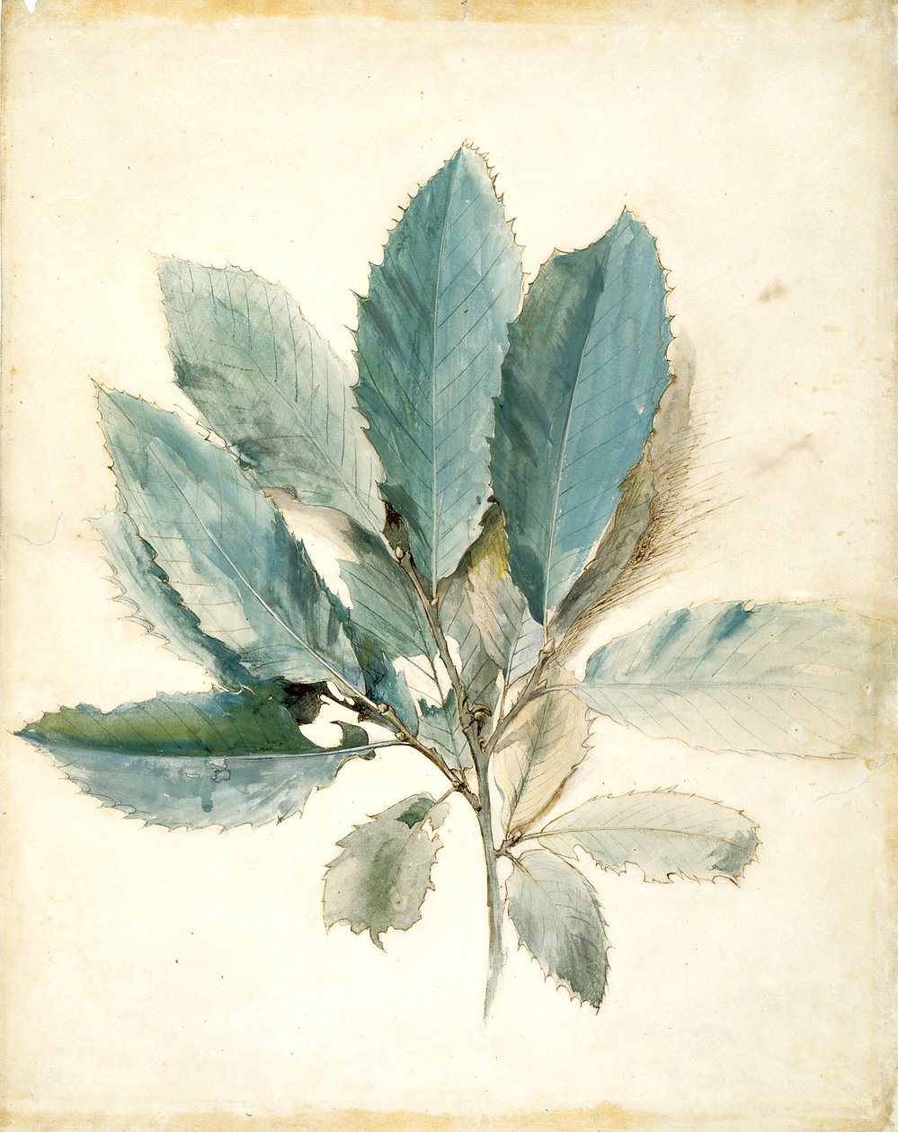 Kaštanové listy (pero, inkoust a akvarel na bílém papíře) od John Ruskin