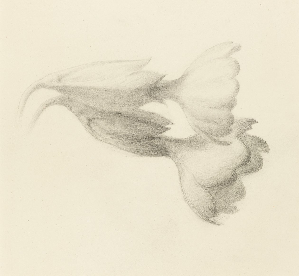 Zvonky kravské, pravděpodobně 1871 (grafit na tkaném papíře) od John Ruskin