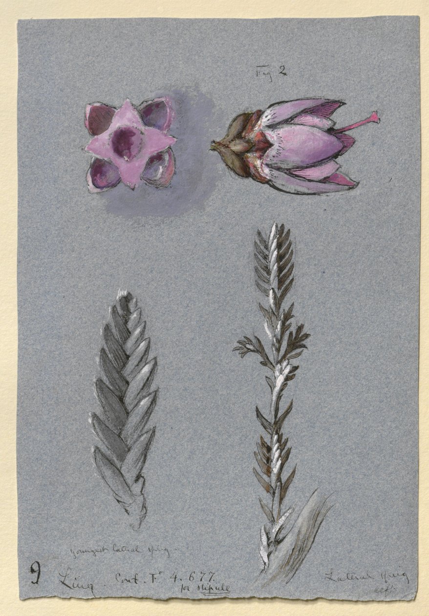 Four Studies of Ling, pravděpodobně 14. září 1869 od John Ruskin