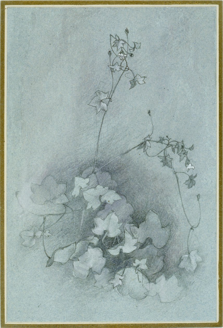 Toadflax Ivy-Leaved "Oxford Ivy", 1852 od John Ruskin