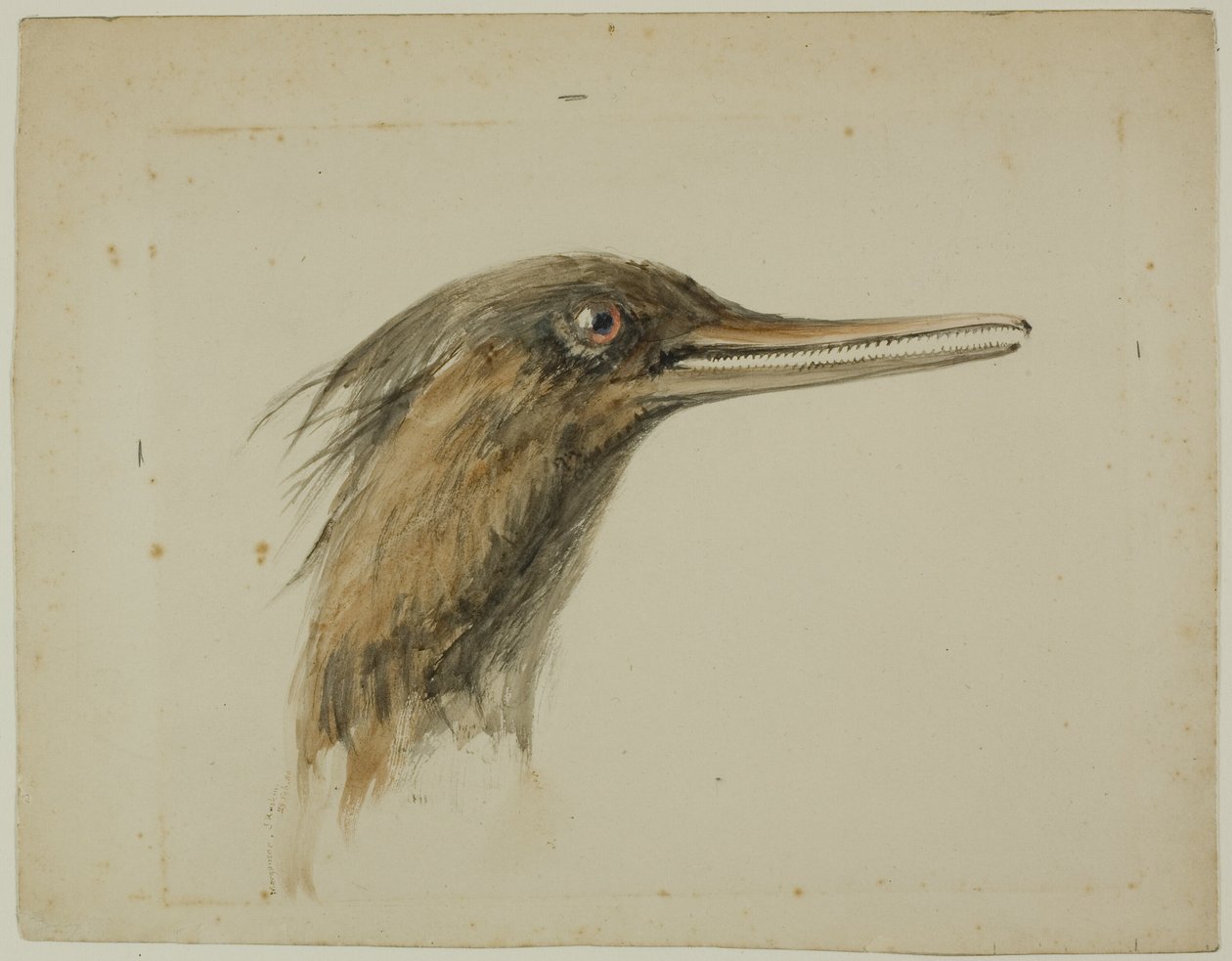 Merganser od John Ruskin
