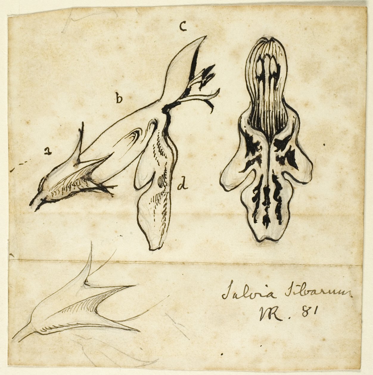 Šalvěj lesní od John Ruskin