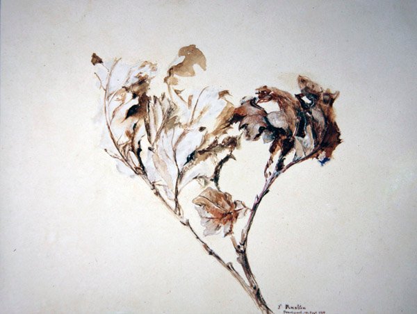 Studie dubových listů od John Ruskin