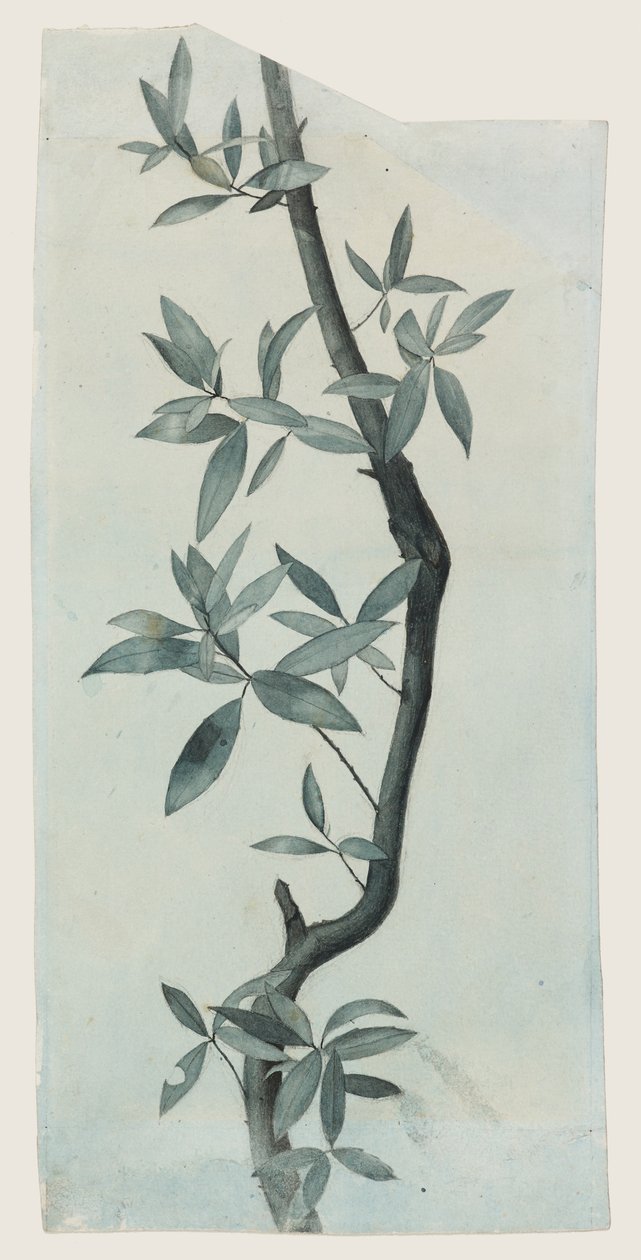 Study of Willow Leaves, c.1857 (tužka a akvarel na papíře) od John Ruskin