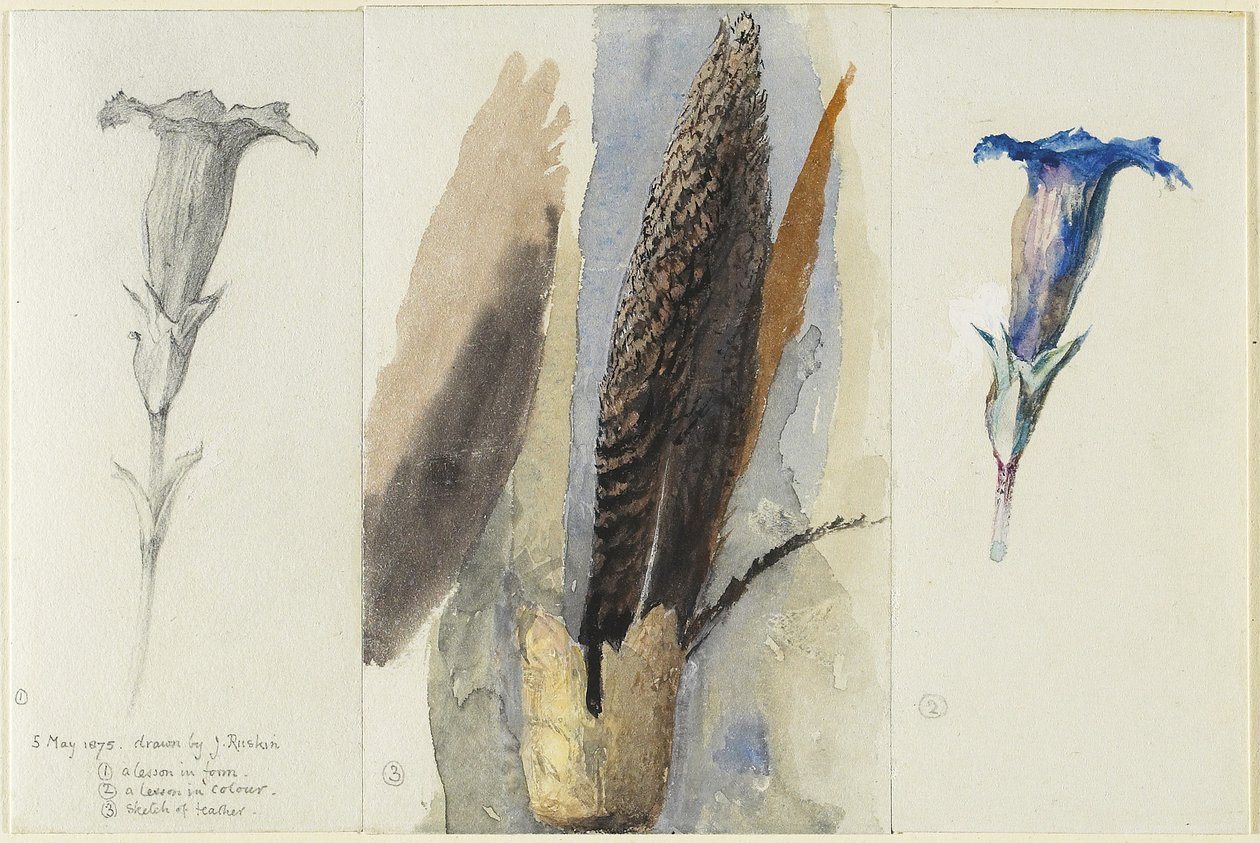 Study of a Feather, lemované dvěma studiemi hořce, 1875 (wc přes grafit, zvýšené a opravené neprůhlednou bílou na tkaném papíře) od John Ruskin