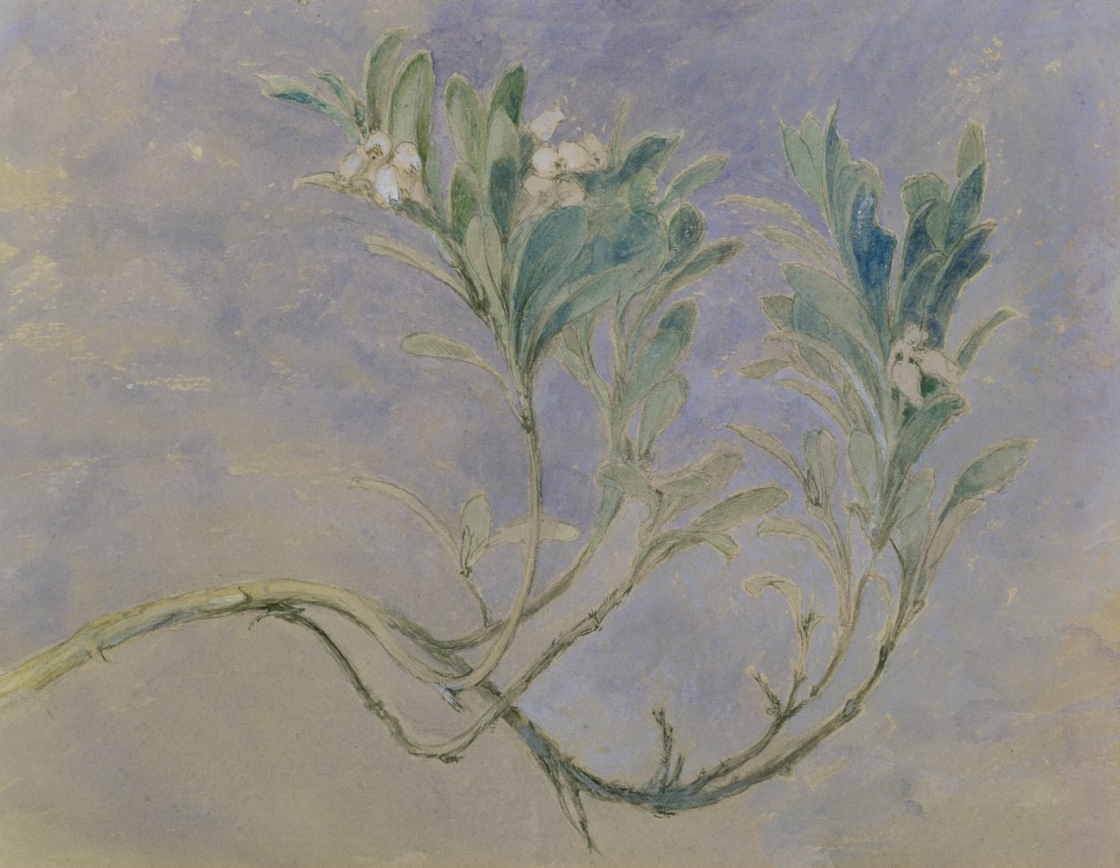 Studie of a Srig of a Myrtle Tree, c.1877 (pero & hnědý inkoust & wc přes tužku zvýrazněné bílou na papíře) od John Ruskin