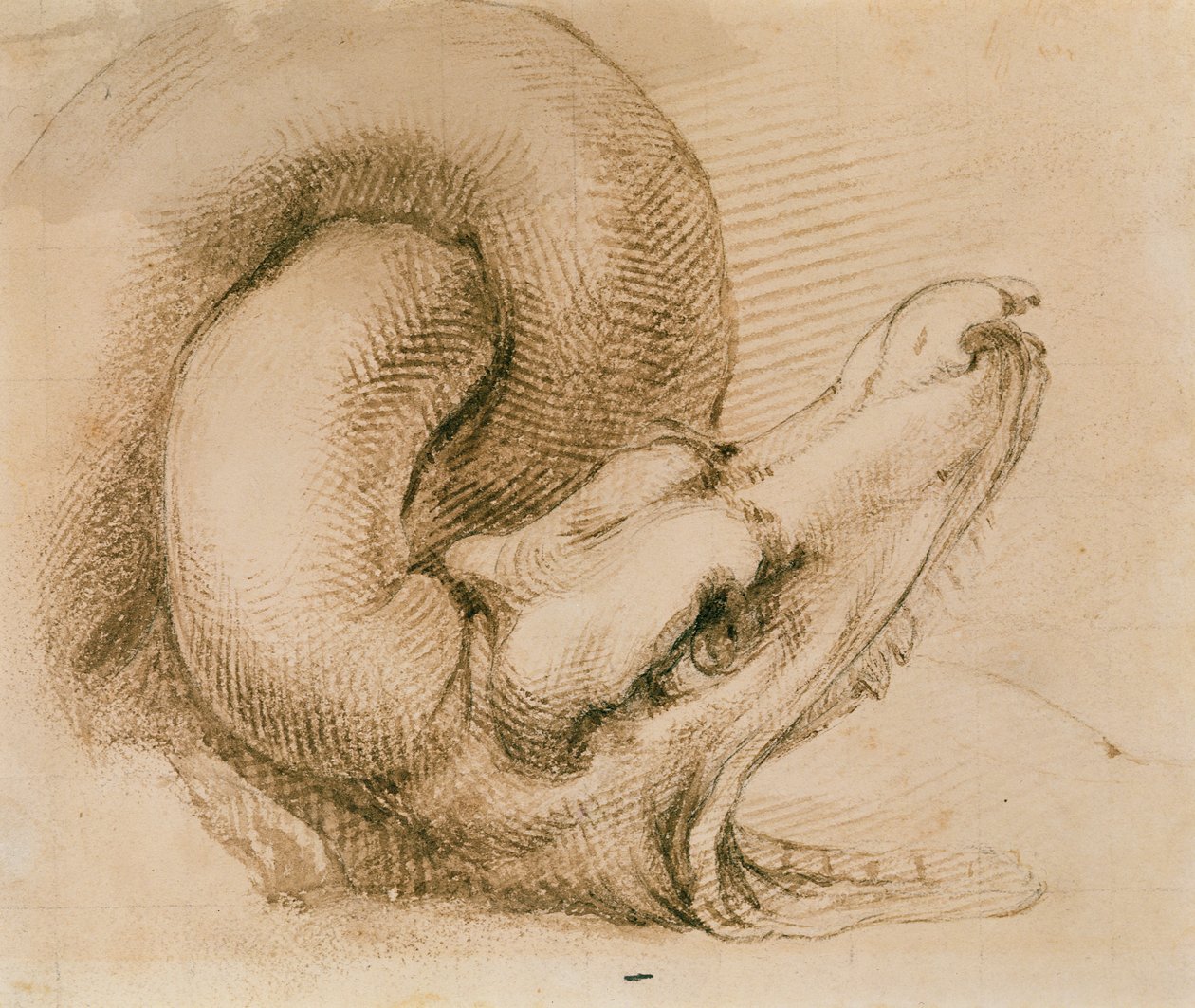 Studie dračí hlavy po Michelangelovi (inkoust na papíře) od John Ruskin